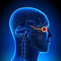 Neuro Ophthalmology